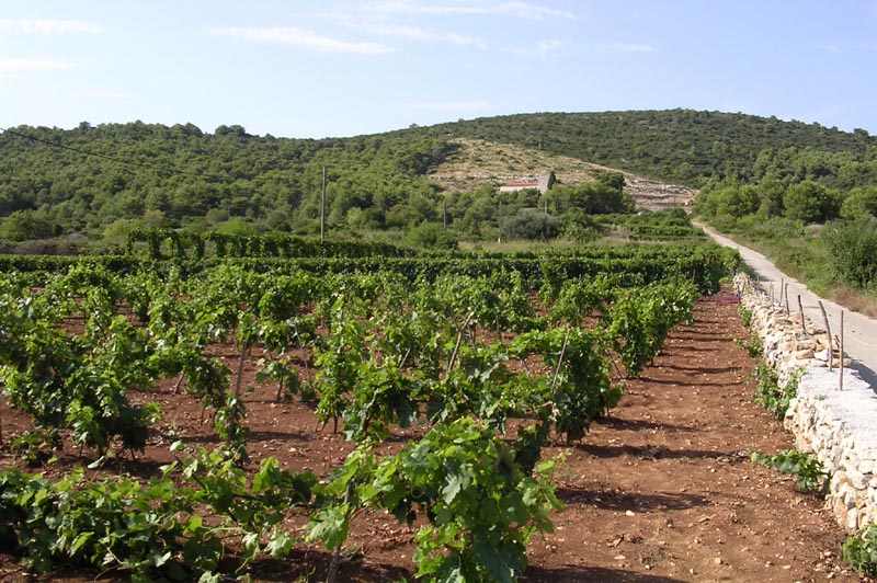 Preporuka vinogradarima: Zaštita vinograda od plamenjače