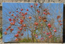 Maestralni Marin Topić: Šipci i nebo