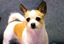 Nevjerojatna sposobnost