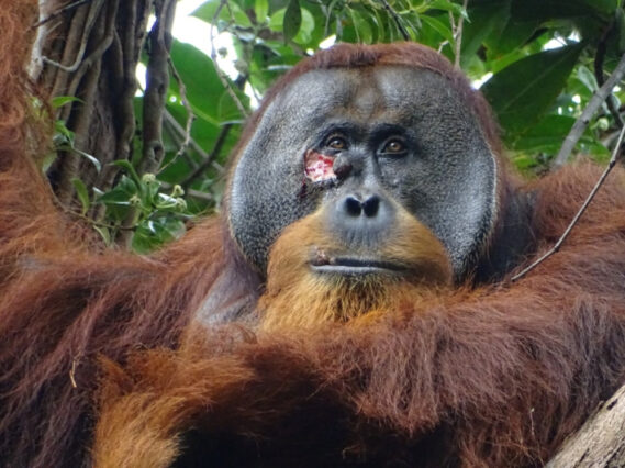 Prva životinja snimljena kako si liječi ranu ljekovitim biljem: Orangutan Rakus