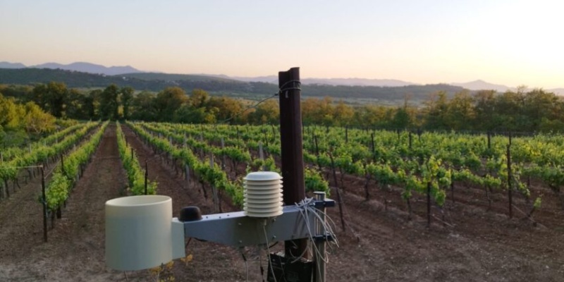 Preporuka vinogradarima: Zaštitite vinograde od plamenjače
