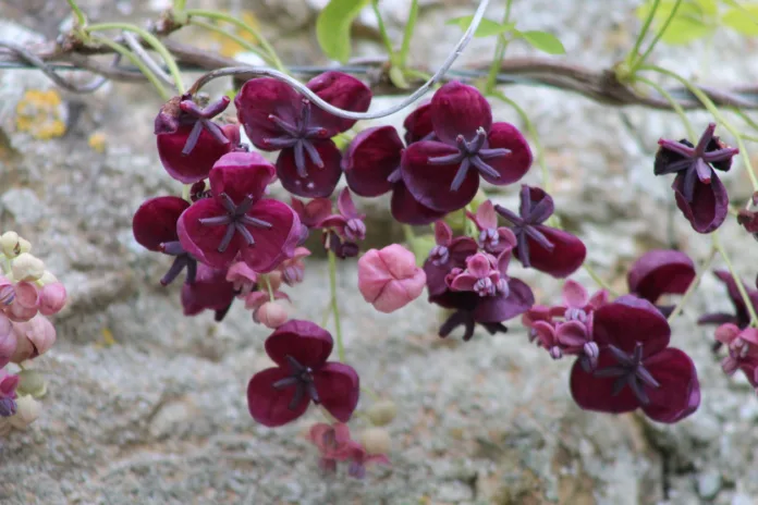 Čokoladna loza (Akebia quinata)