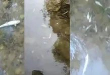 (VIDEO) Pomor ribe u Neretvi: Uzrok i dalje nepoznat