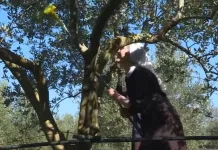 U srcu Hercegovine časne sestre iz Mostara spojile vjeru i rad