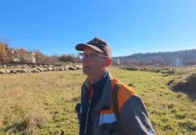 (VIDEO) Došao u Ljubuški čuvati ovce: ‘Posao se isplati, ali samo ako znaš raditi’