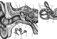Vanjsko, srednje i unutarnje uho