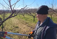 Hercegovački domaćin u 75. godini svakodnevno radi u voćnjaku i vinogradima