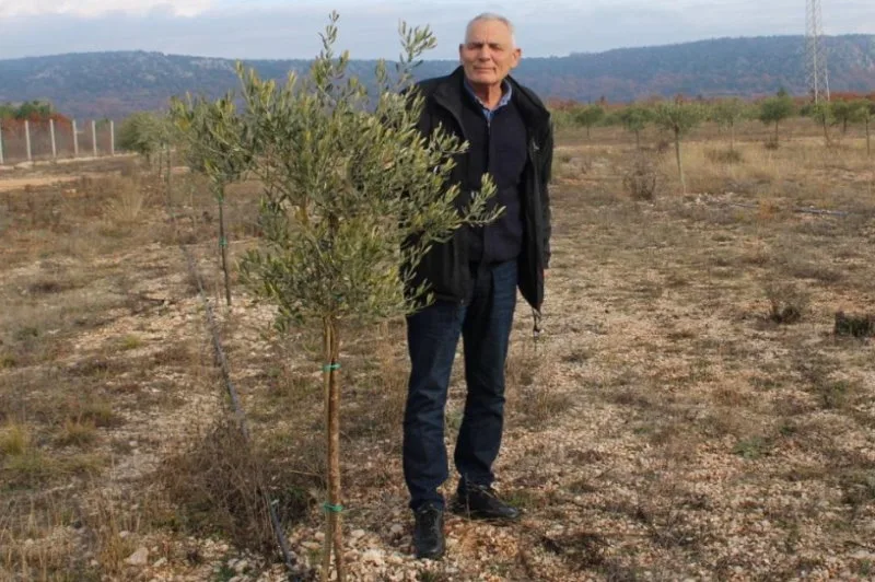 Ljubuški: Agronom Ivan Čuljak podigao ogledni maslinik