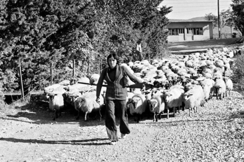 Kad su stada ovaca prolazila kroz Brig