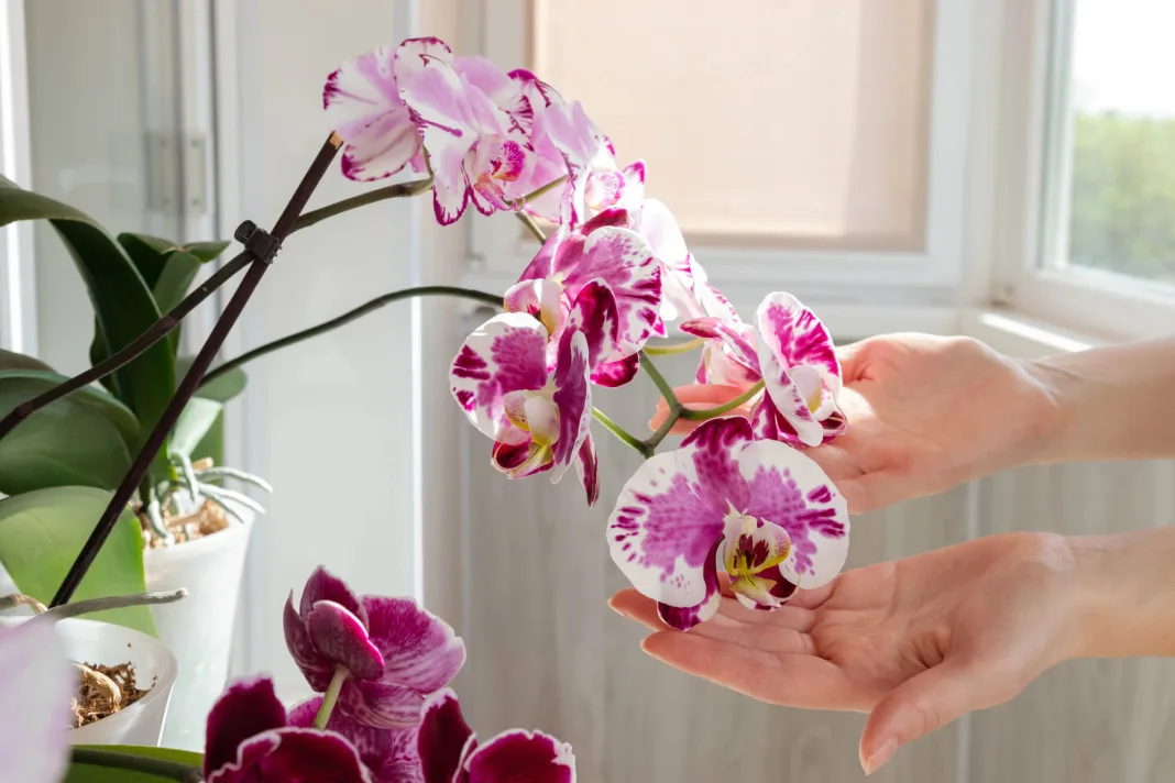 Uz nekoliko osnovnih smjernica, orhideje mogu godinama zdravo rasti i redovito cvjetati