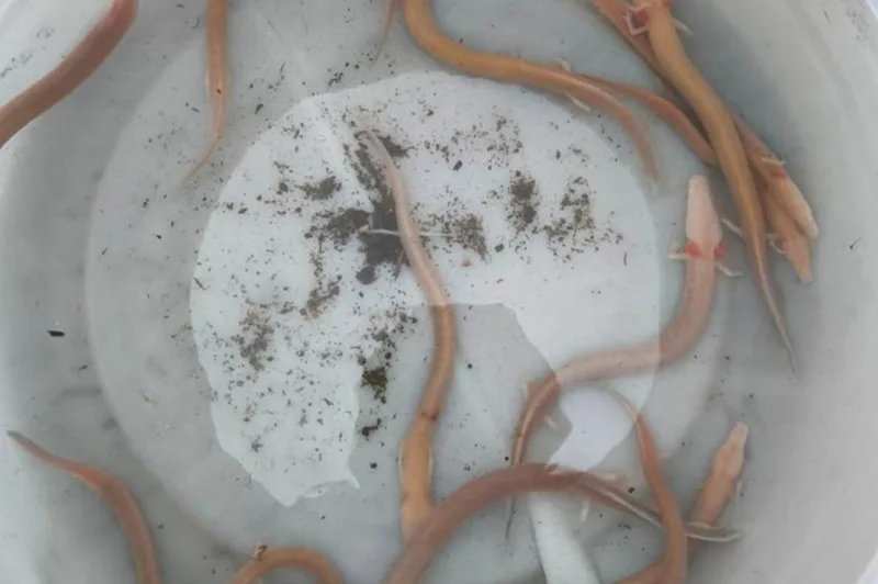 Poplave u Dalmaciji izbacile čovječje ribice. Neke su spašene, idu u Zagreb