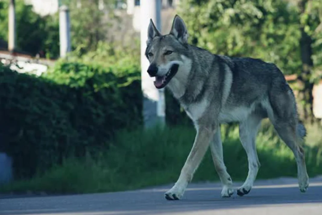 Uhvaćen vuk koji je u središtu gradu ugrizao ženu