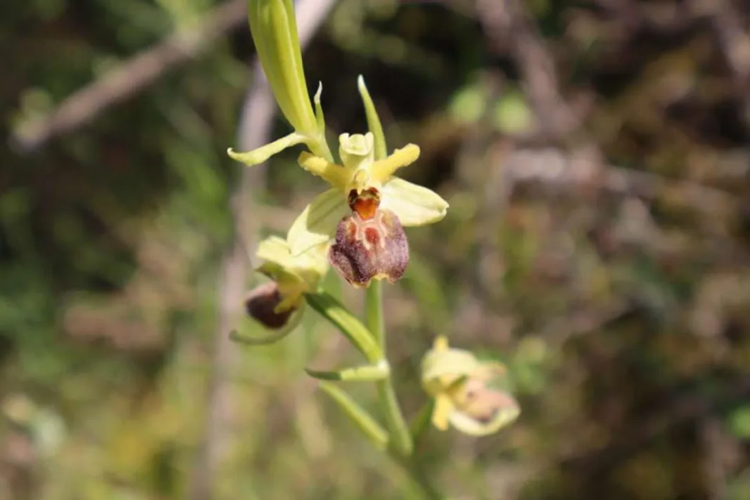 Kod Blagaja otkrivena rijetka orhideja koja dosad nije bila zabilježena u BiH