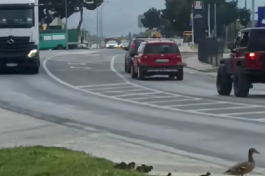 Mostarci oduševili mreže: Kamion stao, pačići mirno prešli cestu