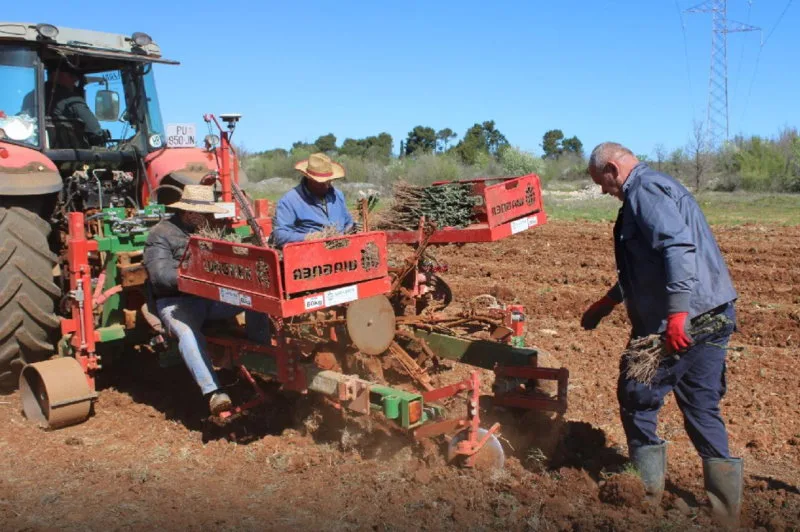 Rekordna investicija u Hercegovini: Podiže se 30 hektara novih vinograda, sadi se 125.000 loza