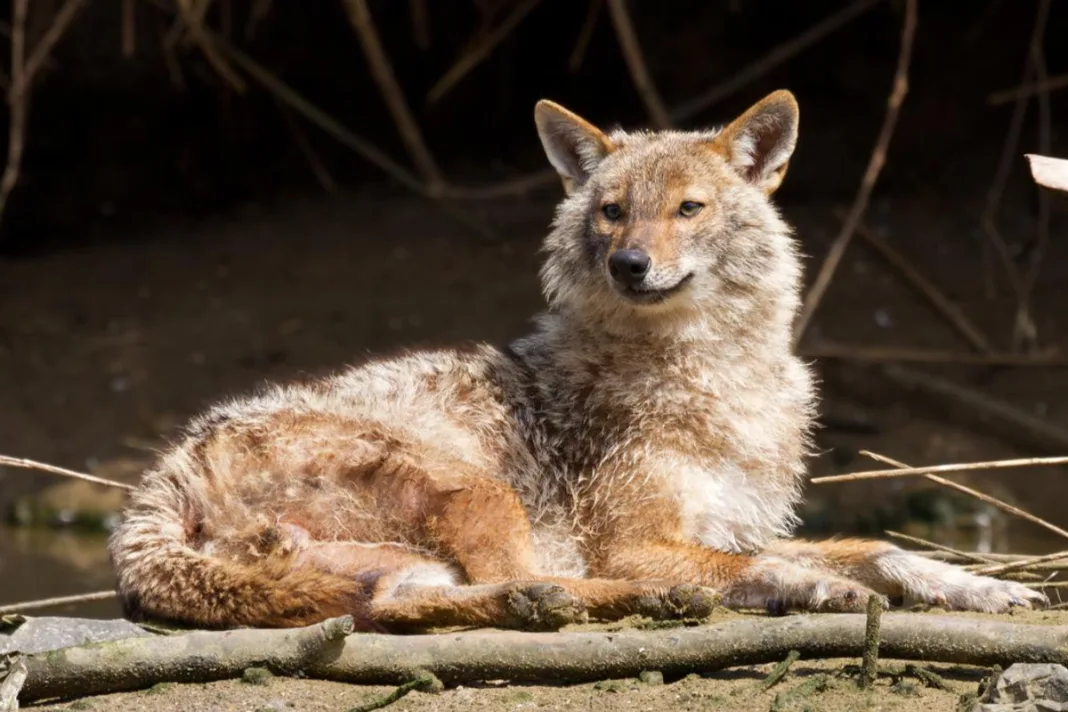 U Hercegovinu stigli opasni predatori, u Dalmaciji za njihovu glavu nude 1.000 eura