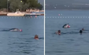 (VIDEO) Nevjerojatan prizor u Maslenici: Dupin se igrao loptom s kupačima!