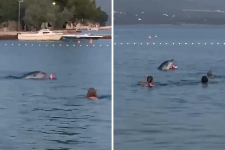 (VIDEO) Nevjerojatan prizor u Maslenici: Dupin se igrao loptom s kupačima!