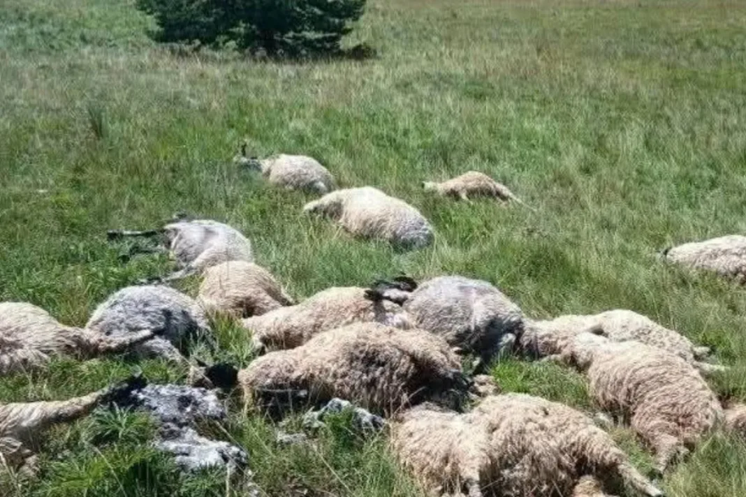 Kupres: Grom usmrtio čitavo stado ovaca