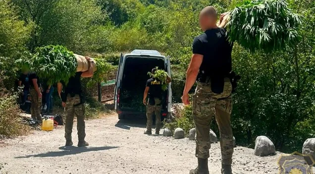 U Drežnici otkriveno 12 plantaža marihuane, na njima 1679 stabljika