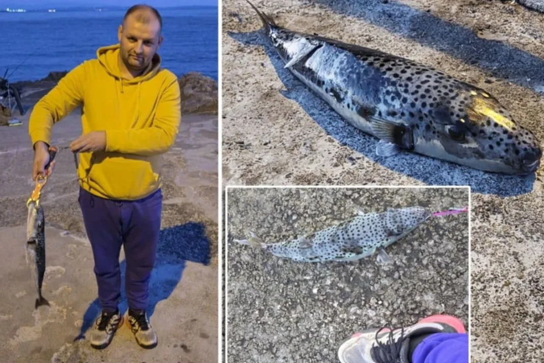 Opasna napuhača ponovno u Jadranu: Riječki ribolovac izvukao otrovnu ribu tešku 1,5 kilograma
