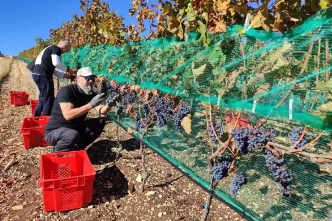 Kasna berba na 965 metara visine u Hercegovini: Vinarija Knebu prkosi ekstremima